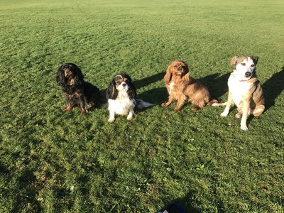 Dogs